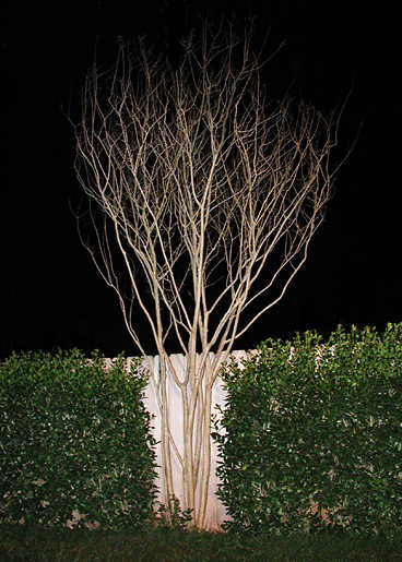 How do you care for a crape myrtle tree?