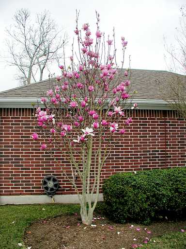 Magnolia grandiflora 'Little Gem' Magnolia tree landscaping, Magnolia grandiflor